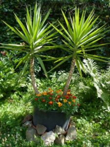 Conseils pour entretenir un Yucca sur le Bassin d’Arcachon