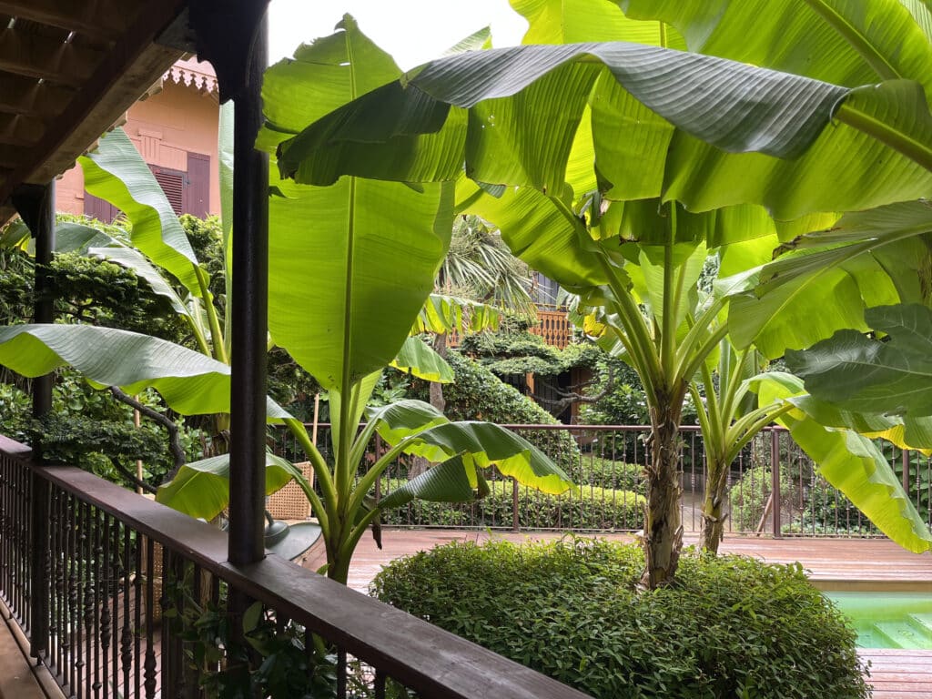 buron-paysages-cap-ferret-entretien-bananier-terrasse-jacuzzi