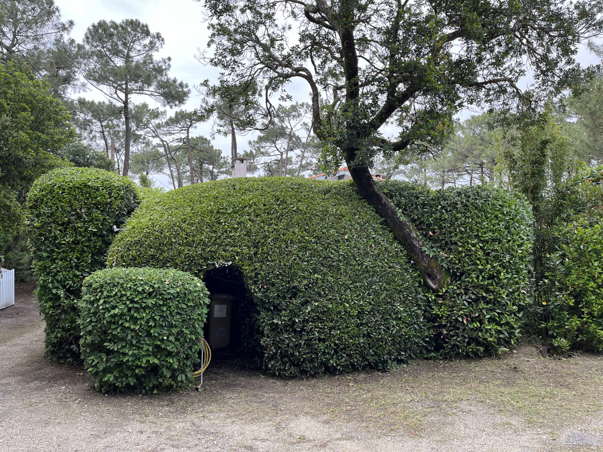 Grande haie topiaire verte en forme de tunnel dissimulant un abri. Un gros tronc de chêne penché et des pins s'élèvent sous un ciel gris.